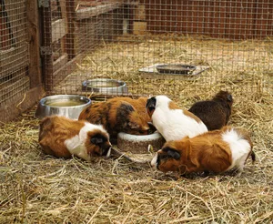 Der isolierte und mit Stroh ausgepolsterte Stall muss gross genug sein, damit eine Futterstelle Platz hat und alle Tiere ausgestreckt liegen können.