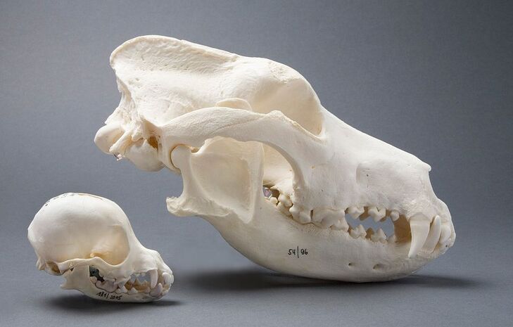 Grösste wissenschaftliche Hundesammlung im Naturhistorischen Museum Bern