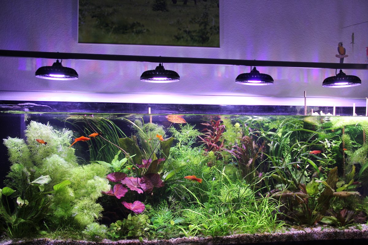 So wird ein Aquarium richtig eingerichtet