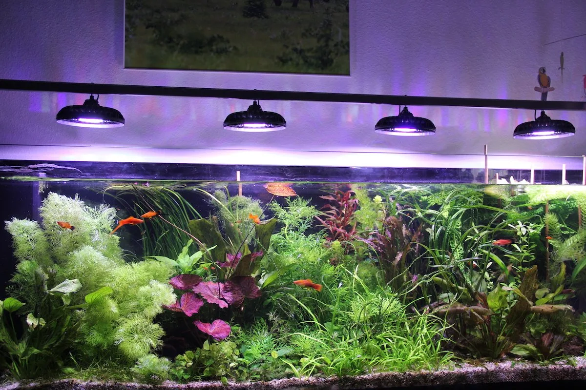 IMG_7478_Kopie So wird ein Aquarium richtig eingerichtet