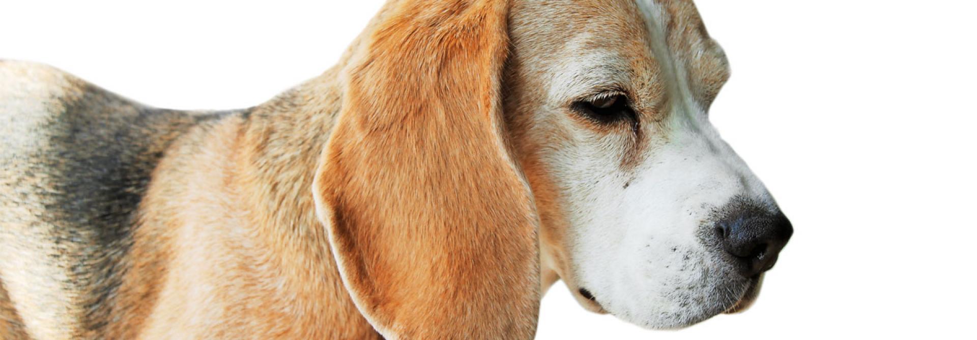 alter-Beagle.jpg