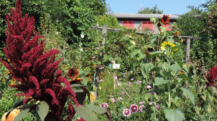 schrebergarten-artenreich-biodiversitaet.jpg