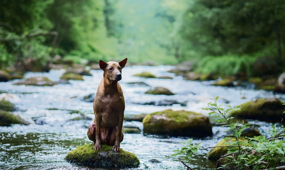 837538a0dfc768339c09e53803948ce1ee0dec4569e0ab6d1afa7a50174c3c82 Schwimmen gehen muss der Hund nicht. Dennoch ist es sinnvoll, ihn an das kühle Nass zu gewöhnen.