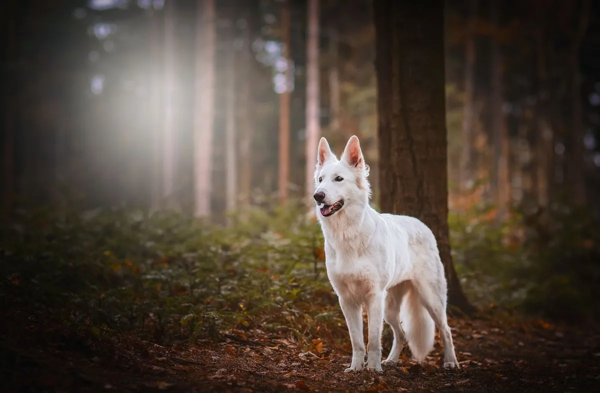 60af371c54c3160417e0ec83ff452b300b5678949ab9dc68b2b3f4225e332948 Sanft und trotzdem loyal: Der Berger Blanc Suisse ist ein idealer Familienhund.