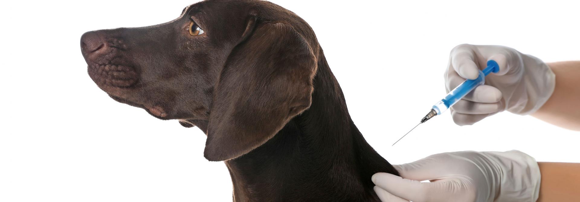 Hund bekommt Impfung mit Spritze