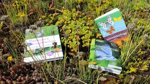 Einblicke in die Welt der Schmetterlinge und Orientierung beim Bestimmen der Arten: Diese drei Bücher vermitteln einen guten Überblick.