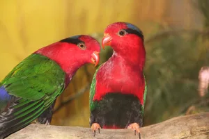 Stella Papualoris aus Neuguinea an der Vogelausstellung des SZV Sursee.
