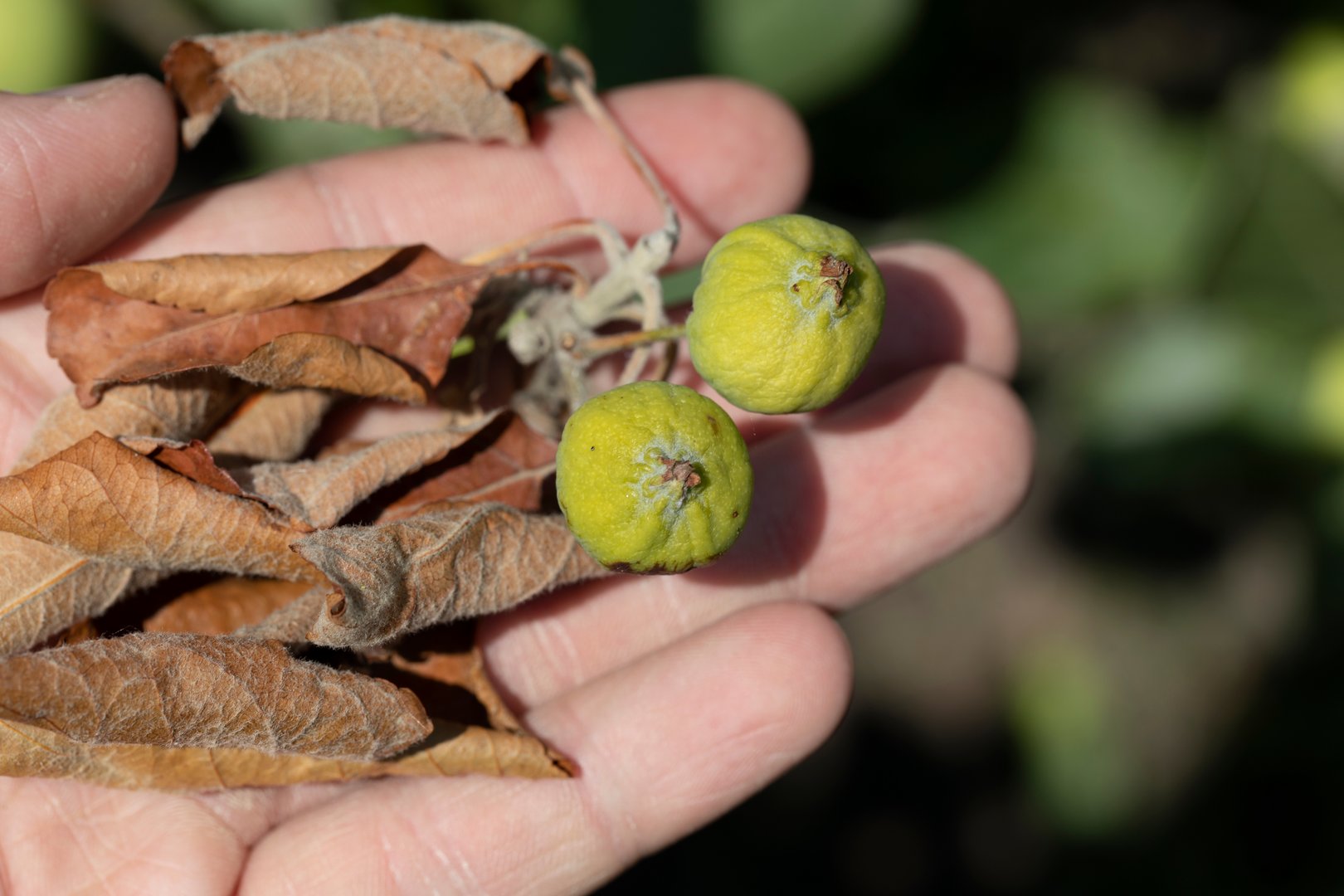 Junifall: Hilfe, mein Apfelbaum wirft seine Früchte ab!