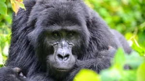 Forscher finden Gorillas rascher, wenn ihnen Spürhunde helfen.