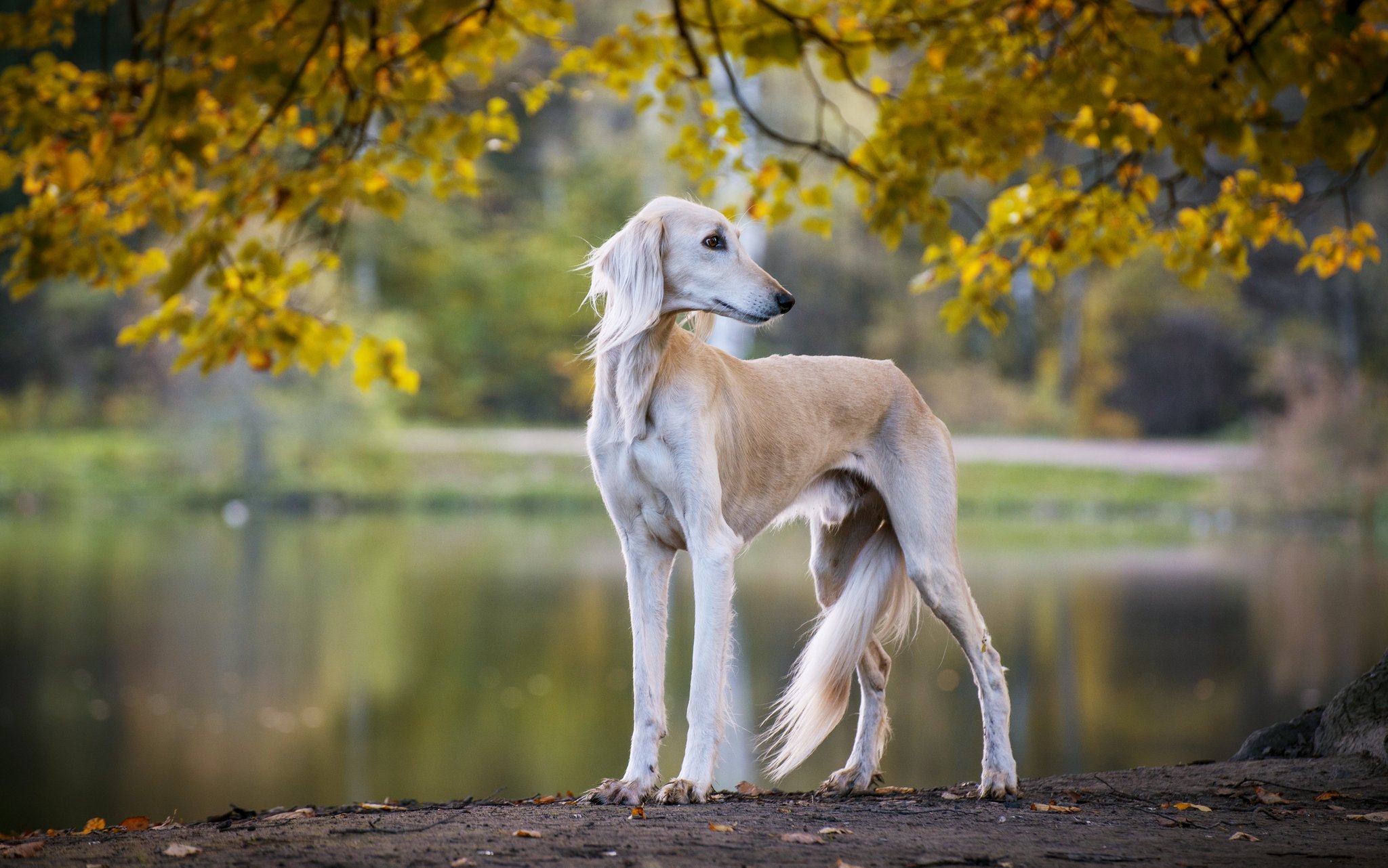 Saluki: Was den persischen Windhund so einzigartig macht