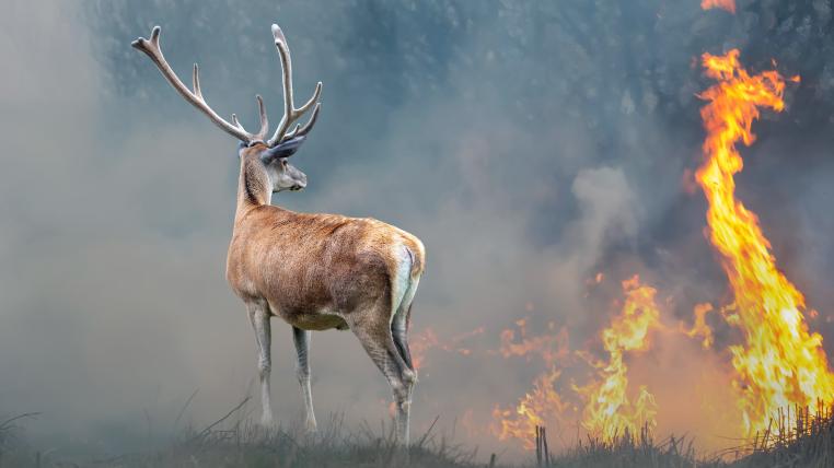 Hirsch steht vor Waldbrand