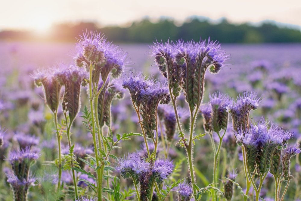 Büschelblumen: Farbige Alleskönner für Boden und Garten