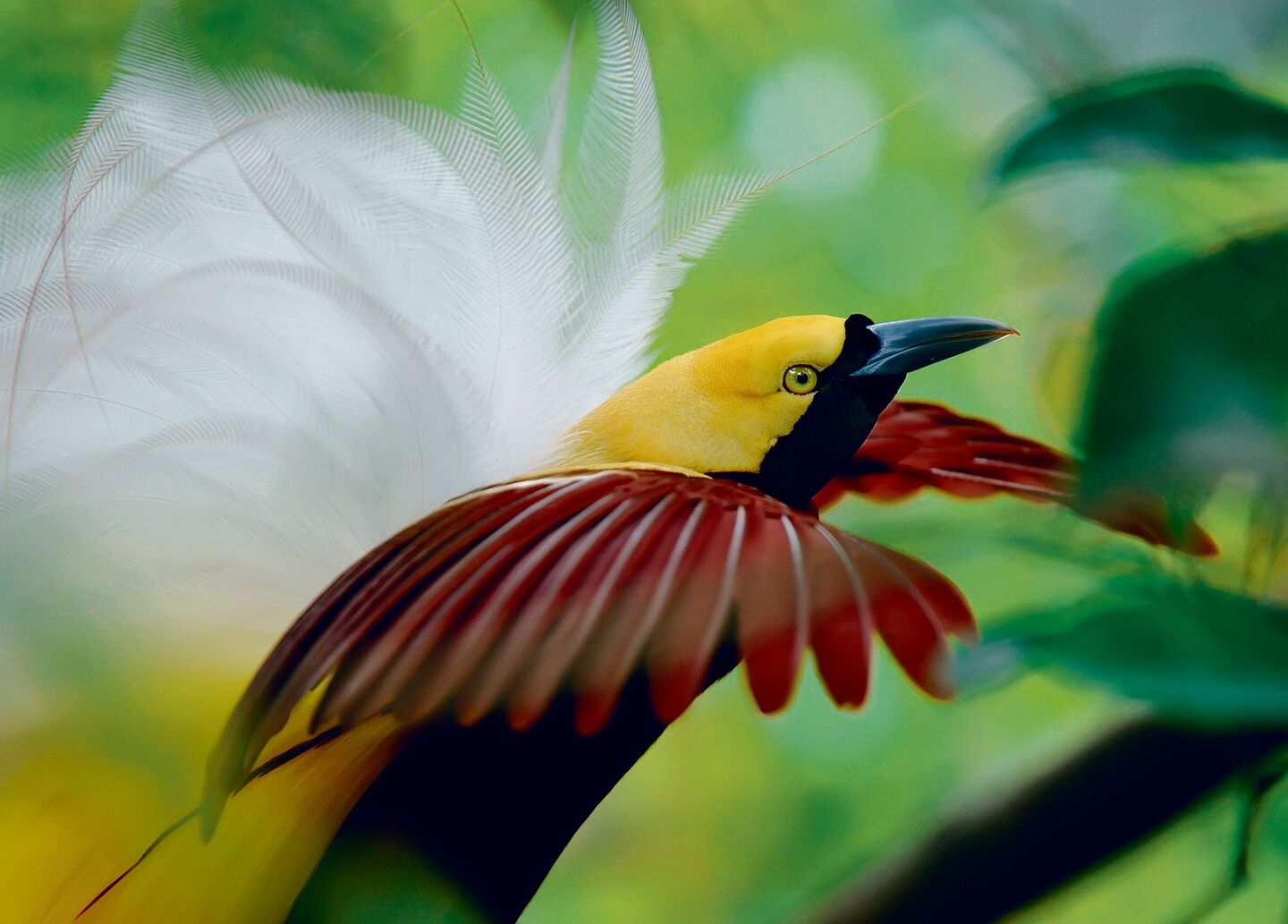 Die Balz des Grossen Paradiesvogels findet am frühen Morgen in Baumkronen statt.