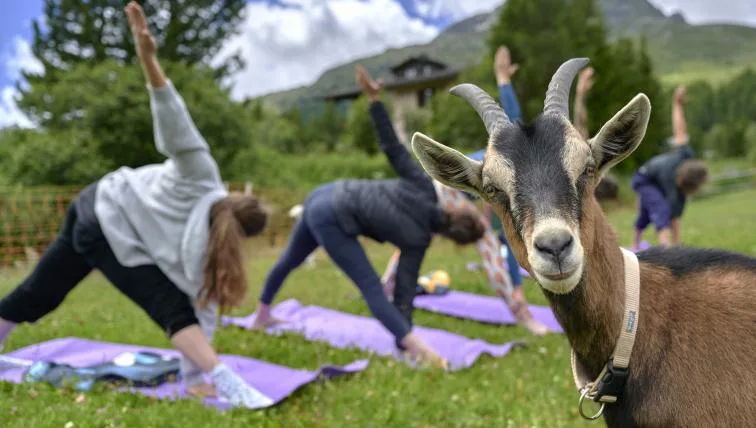 8afbb7a5bd3ee705ae2416d4f459e23ec9da1979 Ziegenyoga