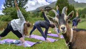 Beim Trikonasana guckt die Geiss verdutzt: Es ist die erste Ziegenyogastunde für das sechsmonate alte Gitzi.