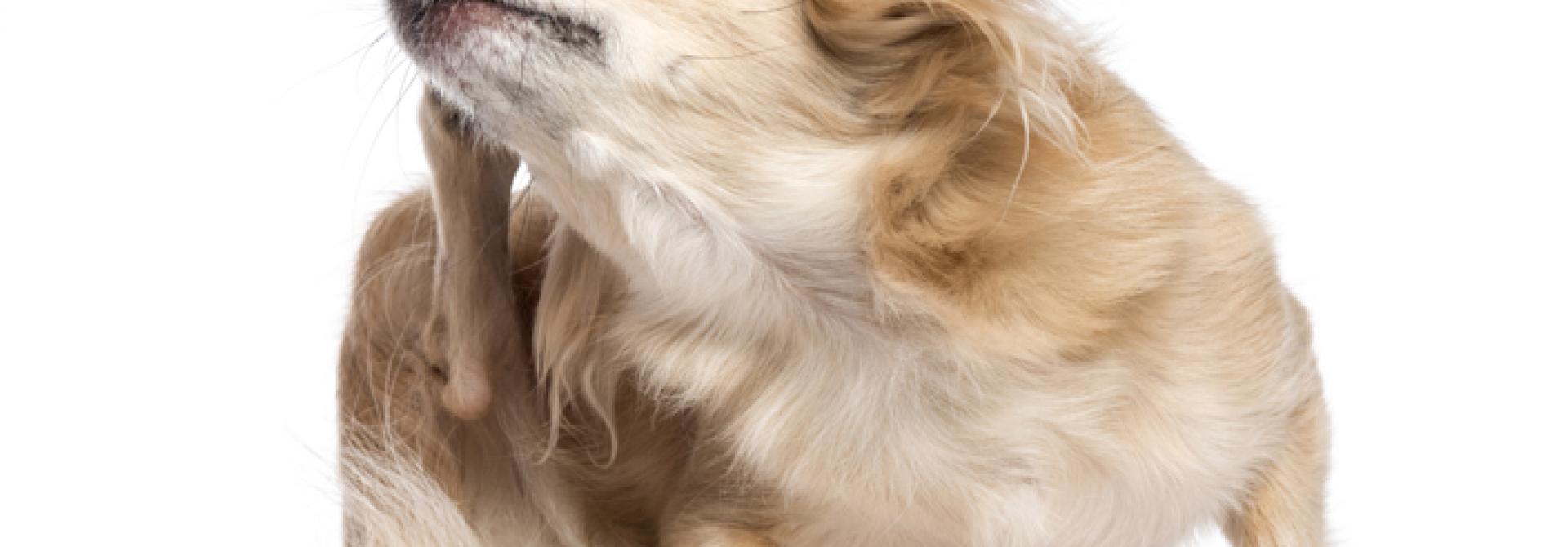 Hund kratzt sich
