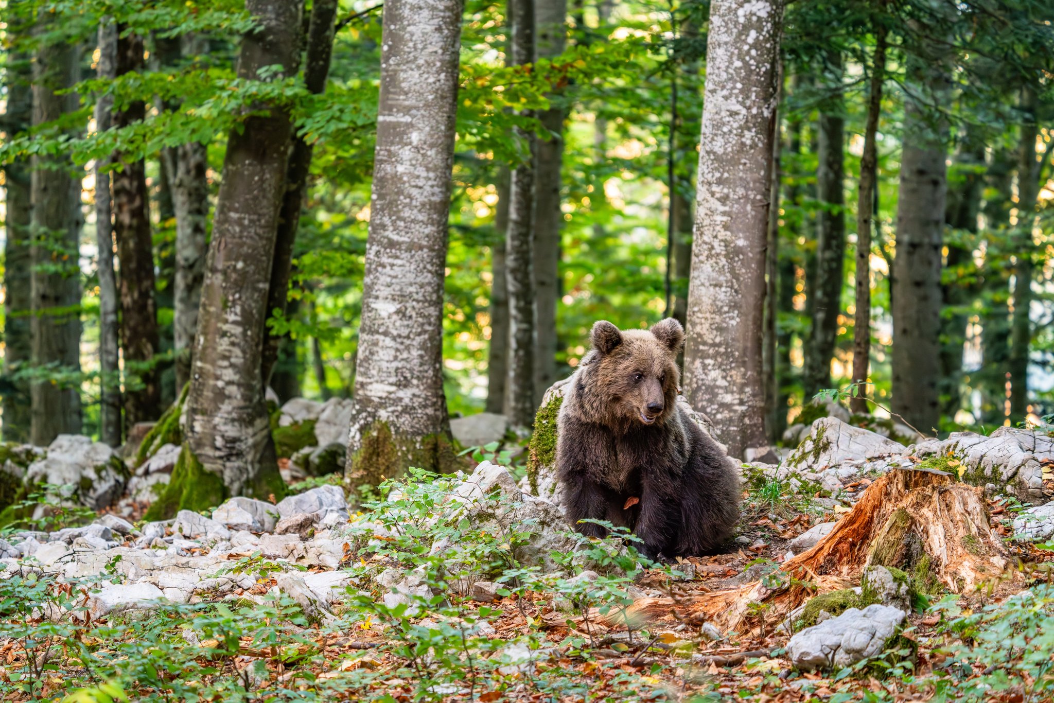 Aktuelle Hinweise auf Bären in Graubünden