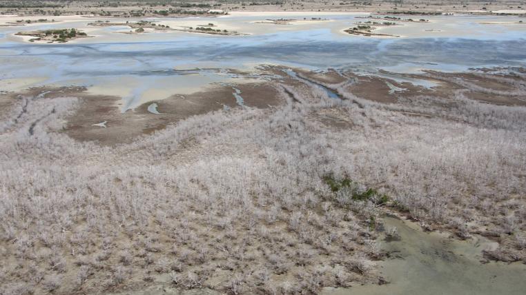 Tote Mangroven in Australien