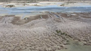 Ein Mangroven-Sterben in diesem gigantischen Ausmass ist äusserst besorgniserregend, da die salztoleranten Küstenbäume als wichtiger CO2-Speicher gelten.