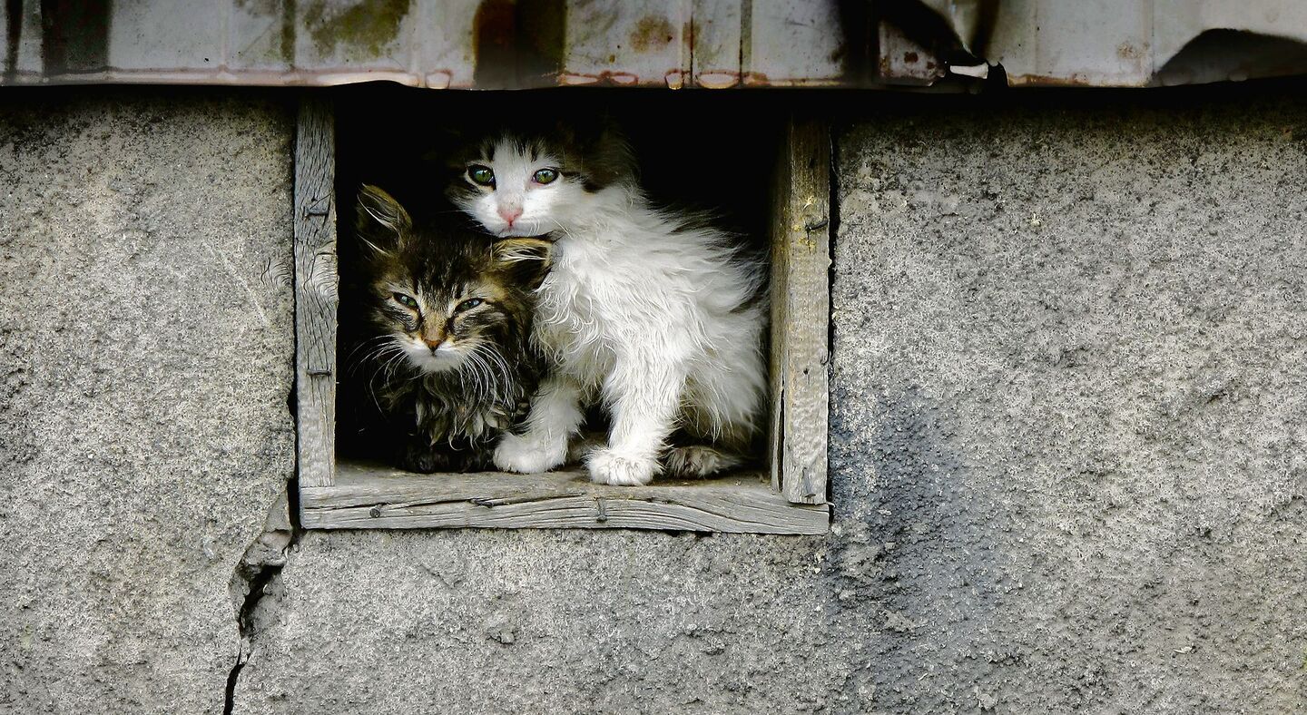 Katzen