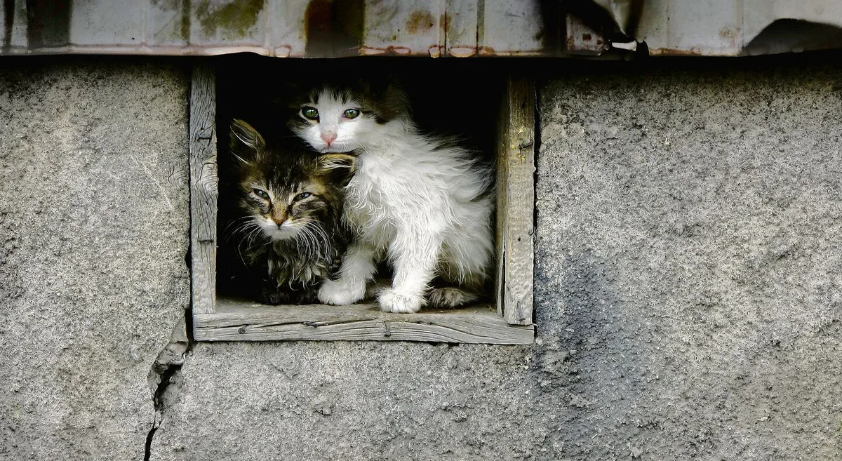 05c4b470d76ec0f1f42642013a2cfce16efb2770a25b05c3b2fdc37ed7b0feda Katzen