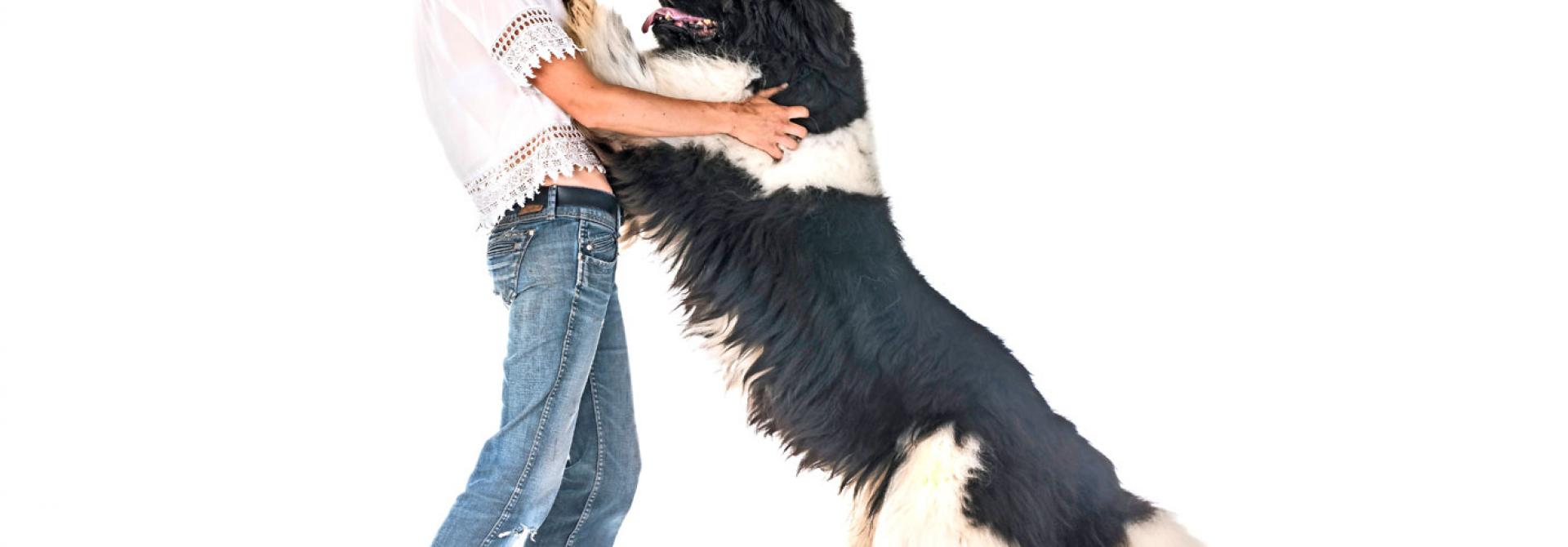 hund-anspringen.jpg