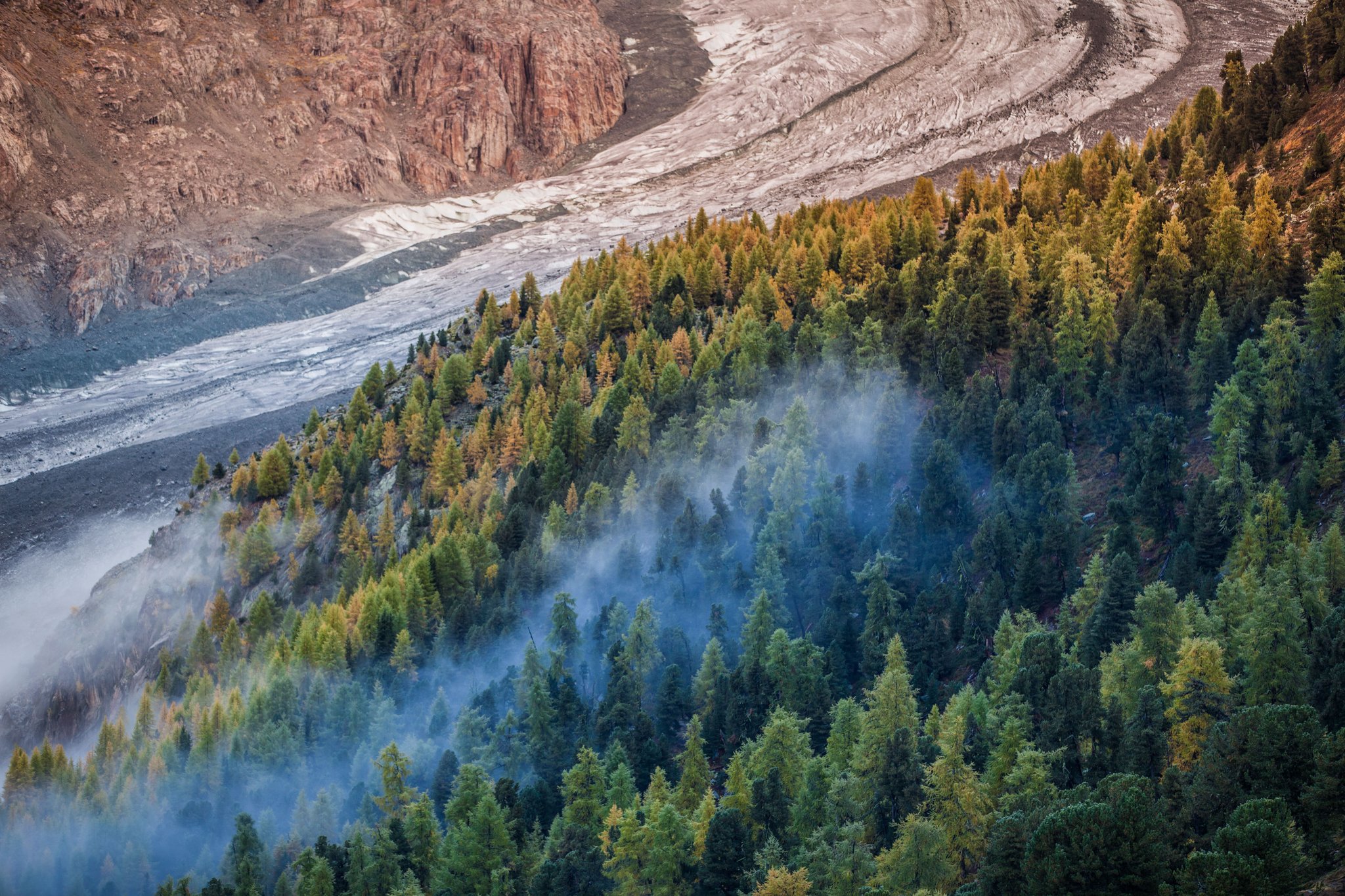 Die Arve: Ein Baum gegen Zankäpfel