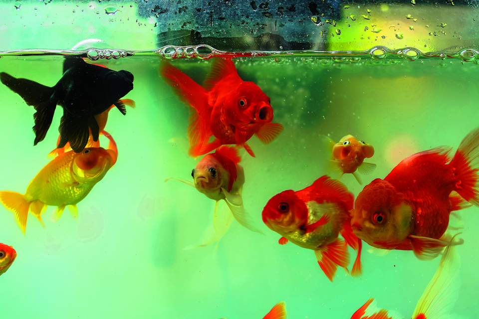 Goldfische