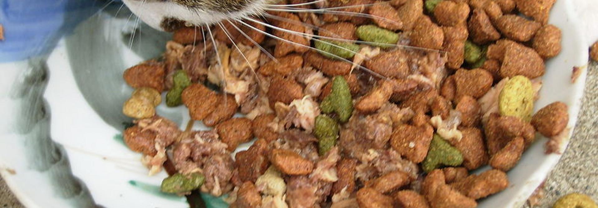 catfood.jpg