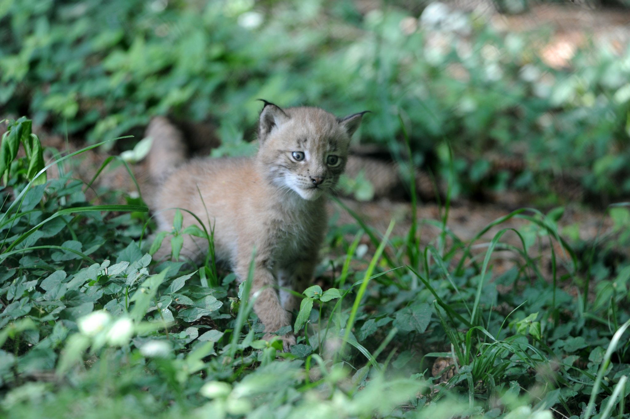 Drei Luchs-Junge im Waadtländer Zoo