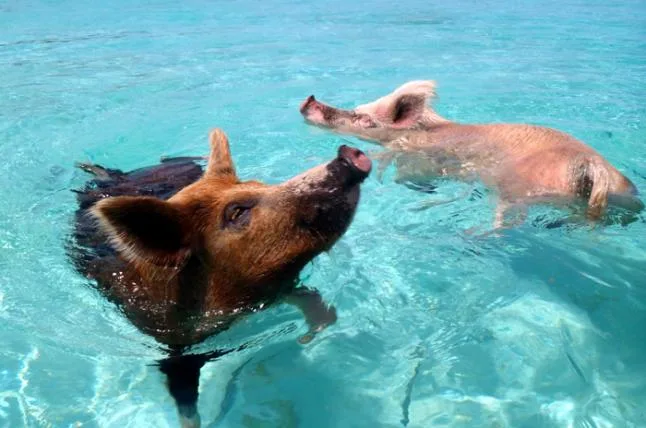07fbebba2c8f1d63b356235c5176fbf7d5253947 pigs-cdorobek-by-4.jpg