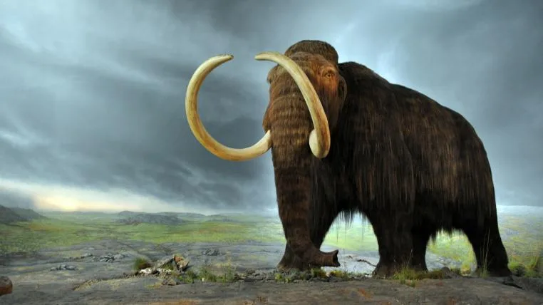 b4ee97a03eb66630efa04fbc3edf87dbe29c55b4 Wollhaarmammut