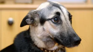 Legt der Hund oft ängstliches Verhalten an den Tag, kann das an seinen Genen liegen.