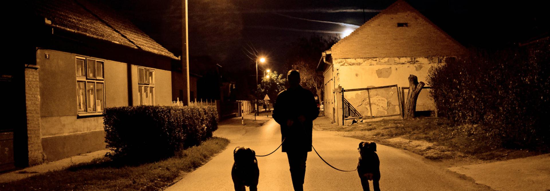 hunde-spaziergang-nacht.jpg