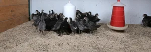 Solche Szenen sollten vermieden werden. Die jungen Hühner sollten stets ausreichend Futter und Wasser zur Verfügung haben.
