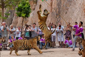 Tiger werden an vielen Orten unter fragwürdigen Umständen gehalten.