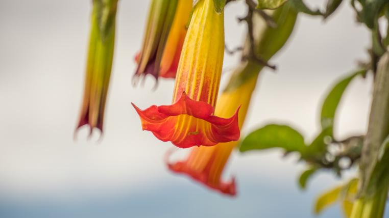 Englestrompete Brugmansia sanguinea