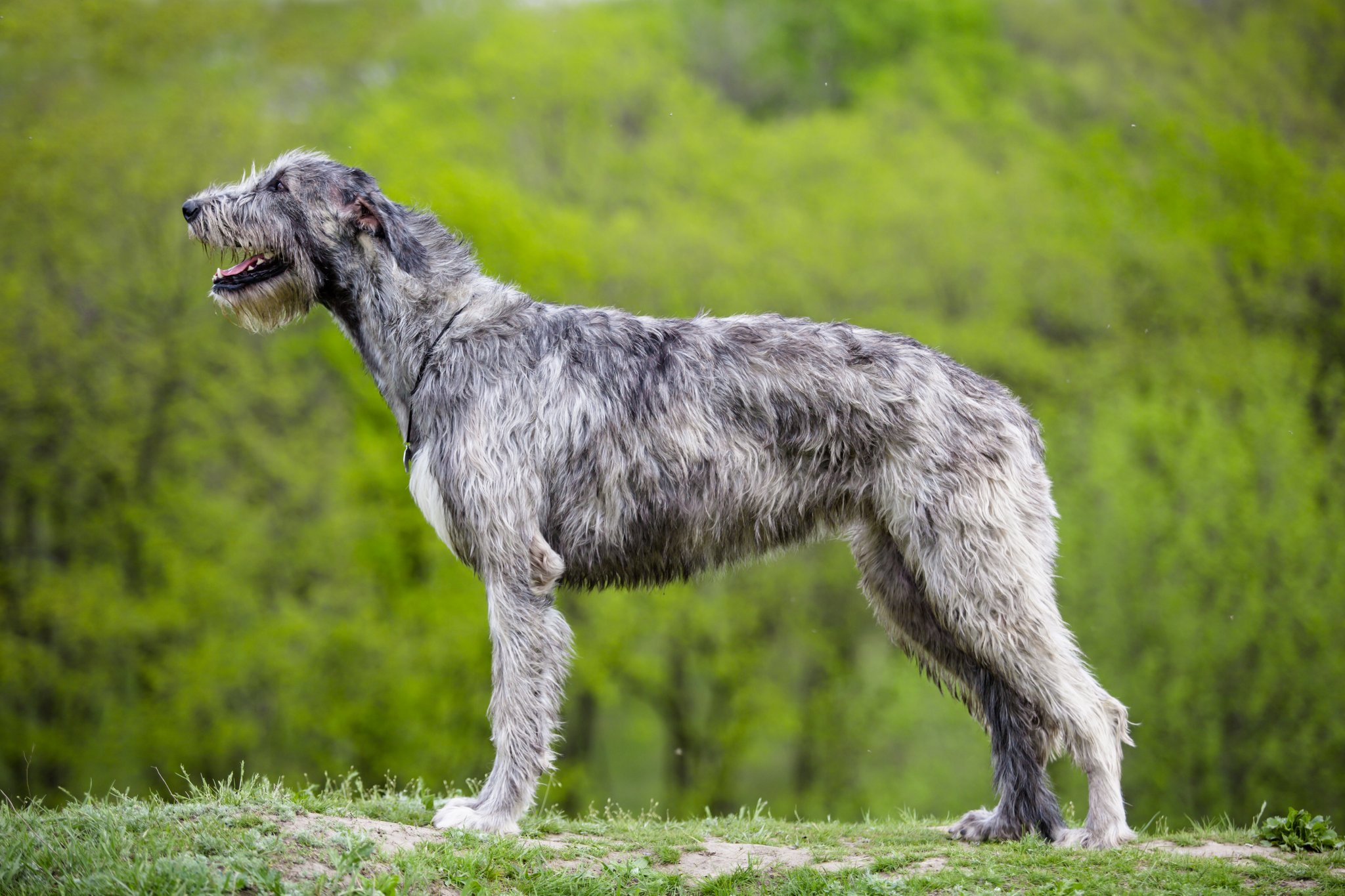 Irischer Wolfshund: Majestätische Grösse, beeindruckendes Gewicht, doch kurze Lebenserwartung