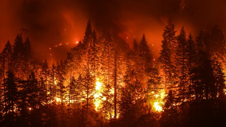Feuer im Wald