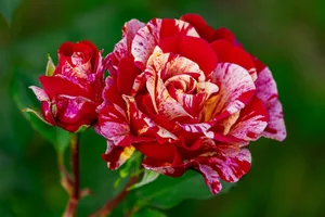 Eine schöne Rose kann ihren Preis haben.