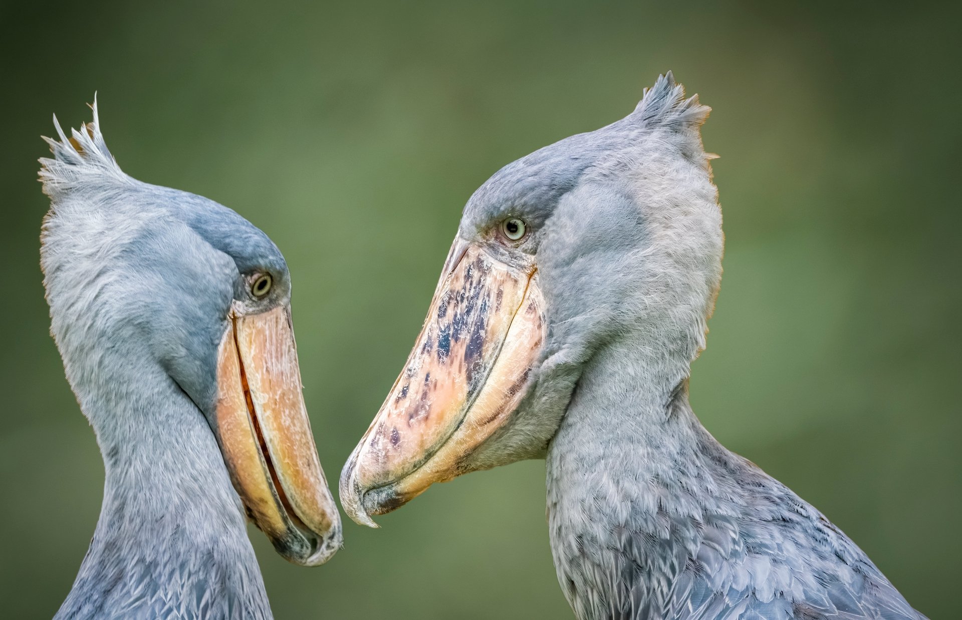 Diese vier Tiergeräusche muss man gehört haben