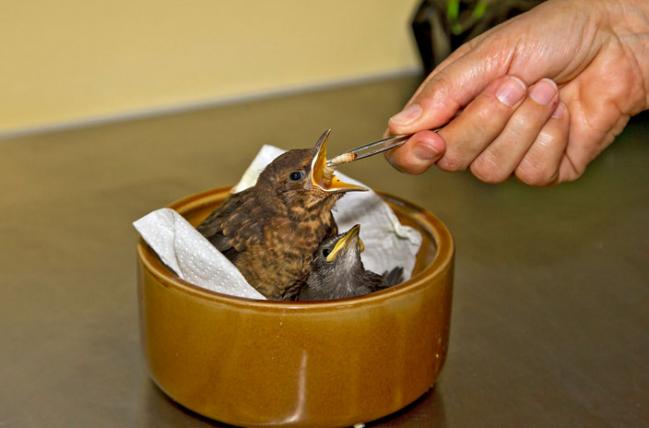 Amsel_Pflegestation_s.jpg