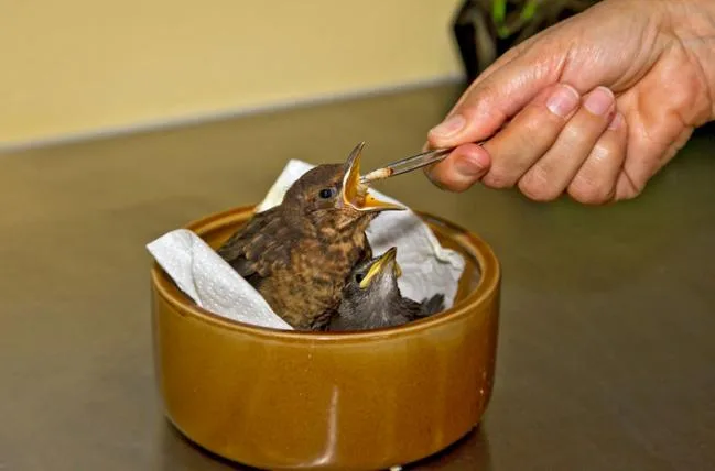 67895068f3f53c0b8008b70bea67d9369e55cd0e Amsel_Pflegestation_s.jpg