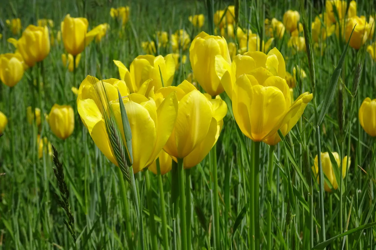 DSC07913_Kopie Auf dem Tulpenweg in Grengiols