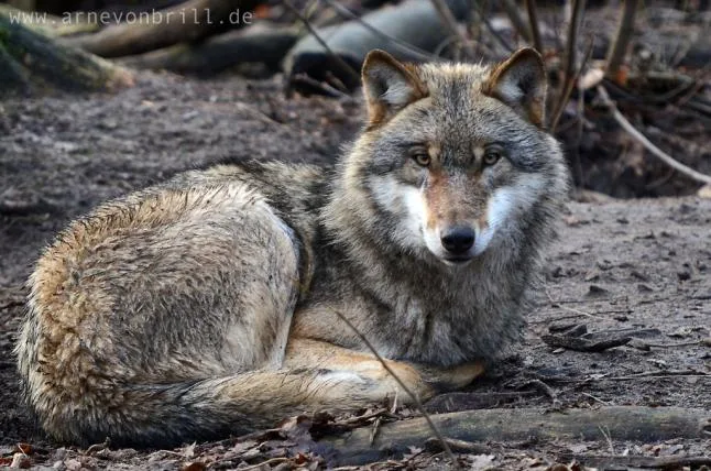 ee10d0b7a1879cd77244ac51f0df51847869e24d 04-wolf-arne-von-brill-ccby2.jpg