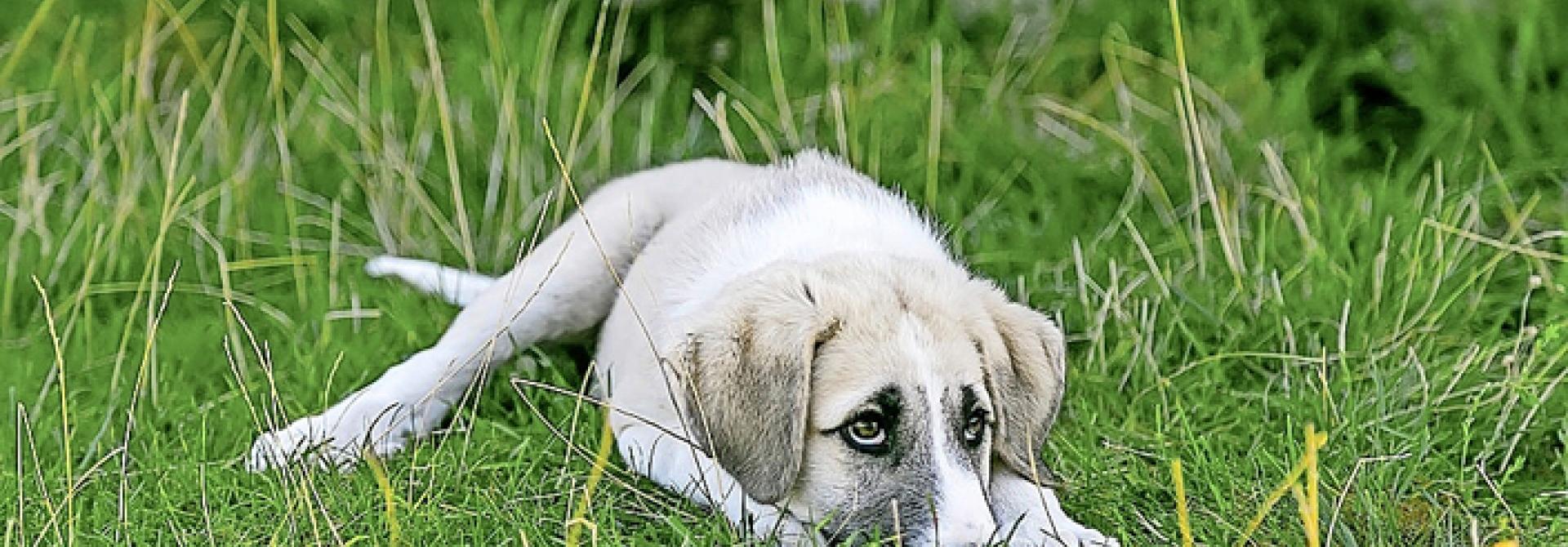 trauriger-hund-im-gras.jpg