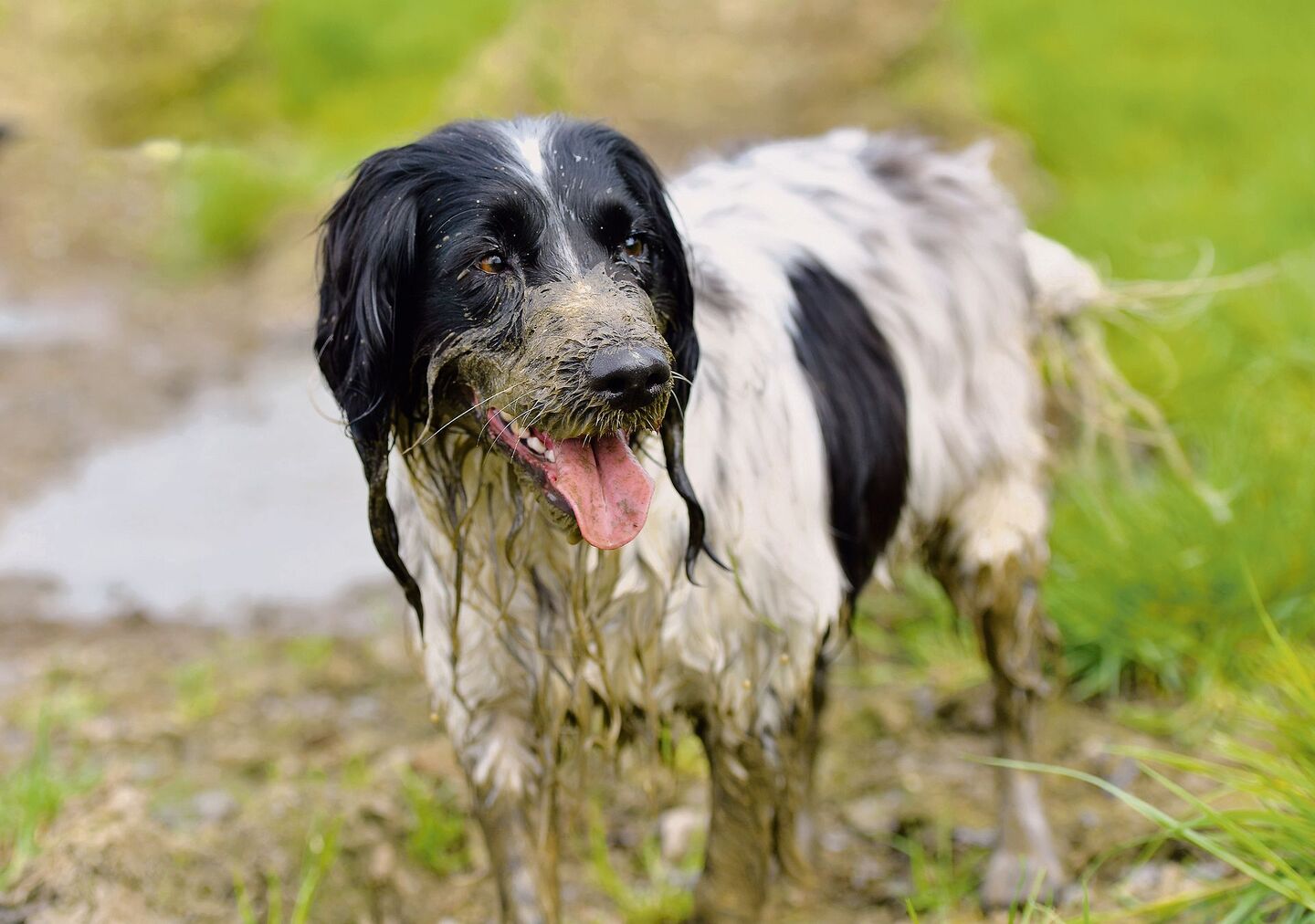 Der Spaniel hat das Schlammbad sichtlich genossen.