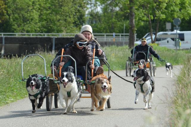 Hundewagen01.jpg
