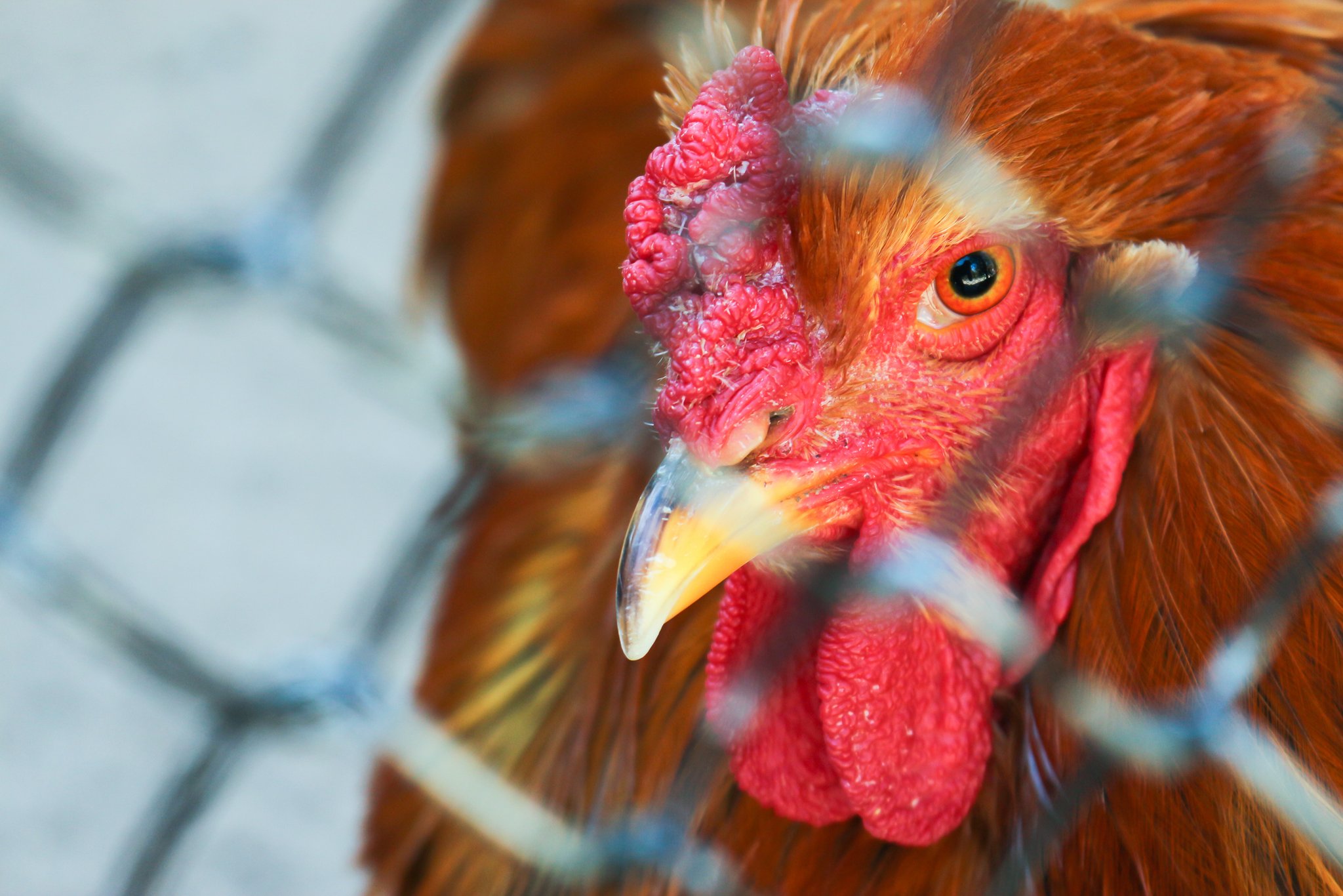 Vogelgrippe-Massnahmen werden per 1. Mai aufgehoben