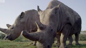 Auf Najin und Fatou lasten die Hoffnungen, dass das Nördliche Breitmaulnashorn weiterbestehen kann.